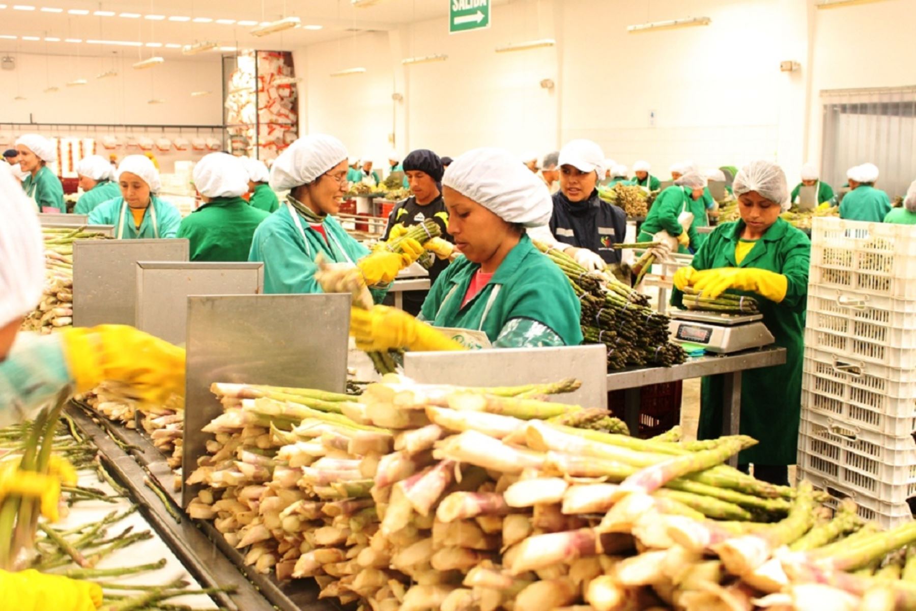 Empleo en exportaciones cayó 7,5% hasta agosto: ¿Cuáles son los sectores más golpeados?