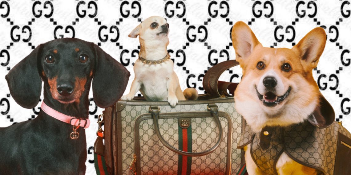 Nace Gucci Pet la primera coleccion de moda de lujo para mascotas