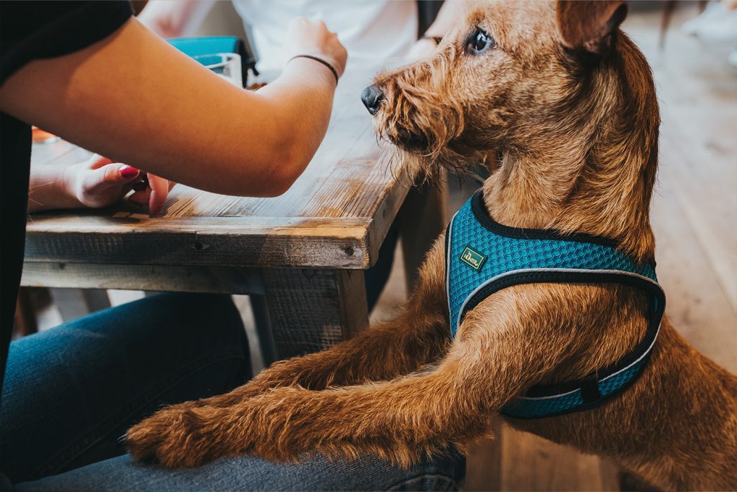 Marca alemana Hunter llega al Perú con más de 5.500 artículos de lujo para mascotas