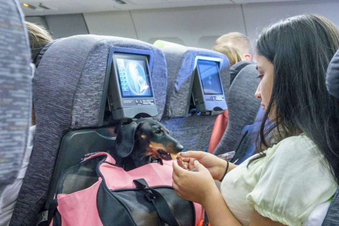 Conoce Las Aerolíneas Que Te Permiten Viajar Con Tu Mascota En La ...