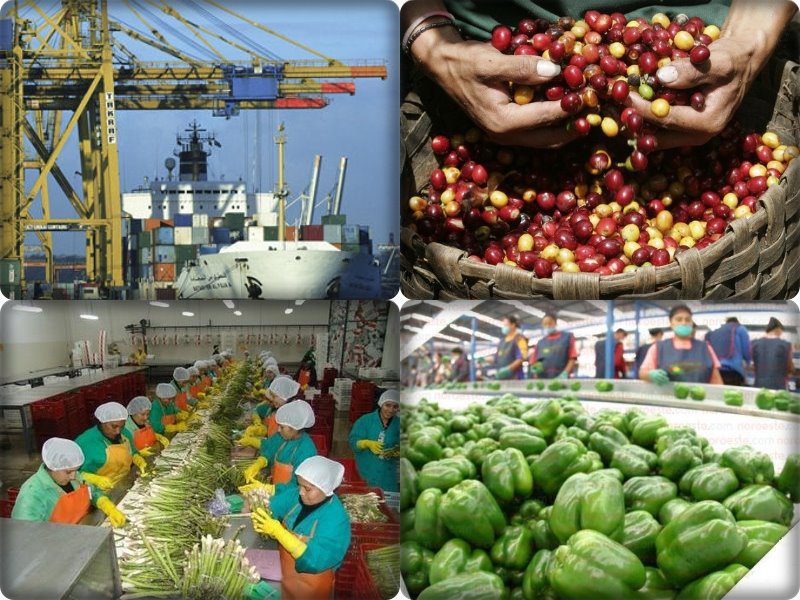 Perú: Agroexportación liberteña crece 20 % cada año | Perú Retail