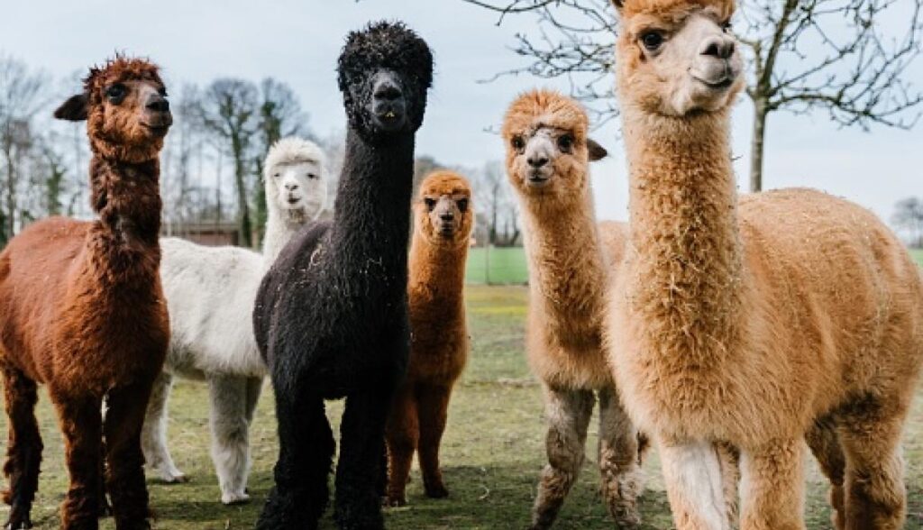 Alpaca Color Chart