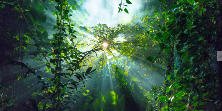 Avon