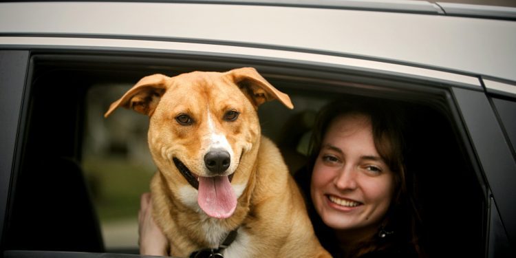 Cabify ya permite a los usuarios viajar con sus mascotas en el Perú