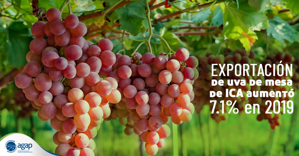 La Uva Es La Principal Fruta De Exportación De Perú