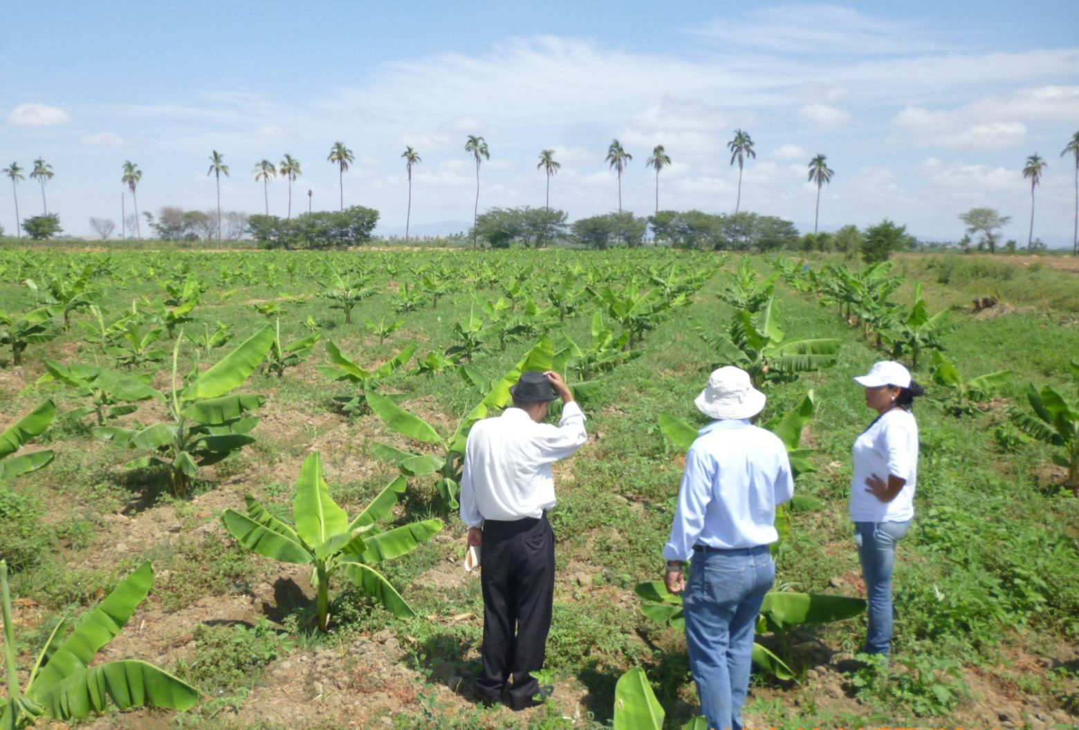 Grupo Gloria avanza a fase dos en la compra tierras pertenecientes a Grupo Romero